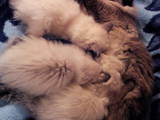 Кішки, кошенята Невськая маскарадна, ціна 900 Грн., Фото