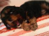 Собаки, щенки Кавалер-Кинг-Чарльз спаниель, цена 13000 Грн., Фото
