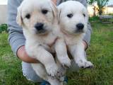 Собаки, щенки Золотистый ретривер, цена 2300 Грн., Фото