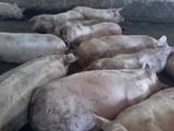 Животноводство,  Сельхоз животные Свиньи, цена 31 Грн., Фото