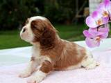 Собаки, щенки Кавалер-Кинг-Чарльз спаниель, цена 25 Грн., Фото