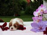 Собаки, щенки Кавалер-Кинг-Чарльз спаниель, цена 25 Грн., Фото