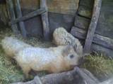 Тваринництво,  Сільгосп тварини Свині, ціна 2100 Грн., Фото