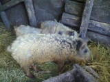 Тваринництво,  Сільгосп тварини Свині, ціна 2100 Грн., Фото