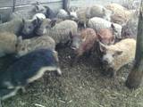 Животноводство,  Сельхоз животные Свиньи, цена 900 Грн., Фото