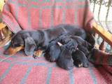 Собаки, щенки Гладкошерстная такса, цена 700 Грн., Фото