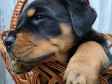 Собаки, щенята Ротвейлер, ціна 6000 Грн., Фото