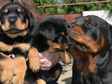 Собаки, щенята Ротвейлер, ціна 6000 Грн., Фото