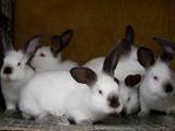 Животноводство Кролиководство, цена 40 Грн., Фото