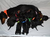 Собаки, щенки Гладкошерстная такса, цена 5 Грн., Фото