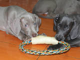 Собаки, щенки Веймарская легавая, цена 30000 Грн., Фото