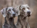 Собаки, щенята Веймарська лягава, ціна 30000 Грн., Фото