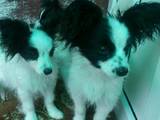 Собаки, щенки Папильон, цена 650 Грн., Фото