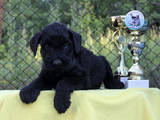 Собаки, щенята Різеншнауцер, ціна 5000 Грн., Фото