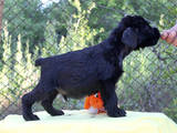 Собаки, щенки Ризеншнауцер, цена 5000 Грн., Фото