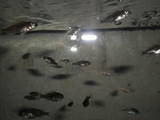 Рыбки, аквариумы Рыбки, цена 5 Грн., Фото