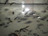 Рибки, акваріуми Рибки, ціна 5 Грн., Фото