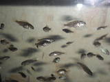 Рыбки, аквариумы Рыбки, цена 5 Грн., Фото