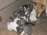 Собаки, щенки Западно-Сибирская лайка, цена 800 Грн., Фото