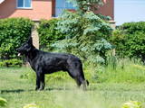 Собаки, щенята Східно-Європейська вівчарка, ціна 13500 Грн., Фото