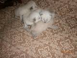 Кішки, кошенята Бірманська, ціна 600 Грн., Фото