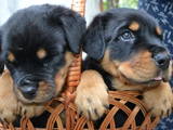 Собаки, щенята Ротвейлер, ціна 5500 Грн., Фото