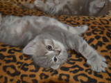 Кішки, кошенята Різне, ціна 300 Грн., Фото
