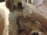 Собаки, щенята Англійський коккер, ціна 2500 Грн., Фото