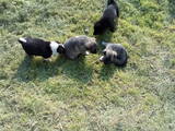 Собаки, щенята Східно-сибірська лайка, ціна 700 Грн., Фото