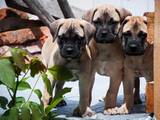 Собаки, щенки Бульмастиф, цена 7000 Грн., Фото