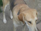 Собаки, щенята Російський хорт, ціна 1000 Грн., Фото