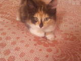 Кошки, котята Британская длинношёрстная, цена 1 Грн., Фото