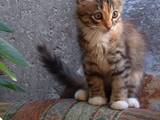 Кішки, кошенята Безпорідна, ціна 1 Грн., Фото