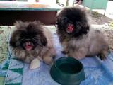 Собаки, щенята Пекінес, ціна 2000 Грн., Фото