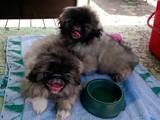 Собаки, щенки Пекинес, цена 2000 Грн., Фото