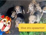 Собаки, щенки Русская борзая, цена 500 Грн., Фото