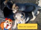 Собаки, щенки Русская борзая, цена 500 Грн., Фото