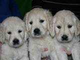 Собаки, щенки Золотистый ретривер, цена 1200 Грн., Фото