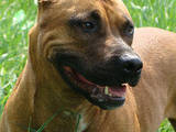 Собаки, щенки Американский стаффордширский терьер, цена 2000 Грн., Фото