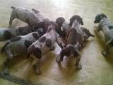 Собаки, щенки Неизвестная порода, цена 1500 Грн., Фото