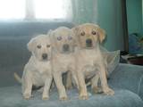 Собаки, щенки Золотистый ретривер, цена 2000 Грн., Фото