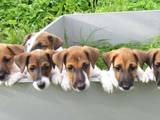 Собаки, щенята Гладкошерста фокстер'єр, ціна 2300 Грн., Фото