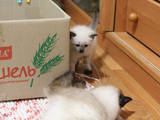 Кошки, котята Балинез, цена 450 Грн., Фото
