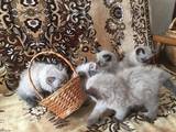 Кошки, котята Персидская, цена 600 Грн., Фото
