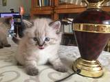 Кішки, кошенята Персидська, ціна 600 Грн., Фото
