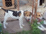 Собаки, щенки Разное, цена 1700 Грн., Фото