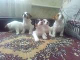 Собаки, щенки Джек Рассел терьер, цена 8000 Грн., Фото