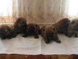 Собаки, щенята Чау-чау, ціна 10000 Грн., Фото