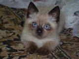 Кішки, кошенята Бірманська, ціна 700 Грн., Фото
