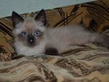 Кошки, котята Бирманская, цена 700 Грн., Фото